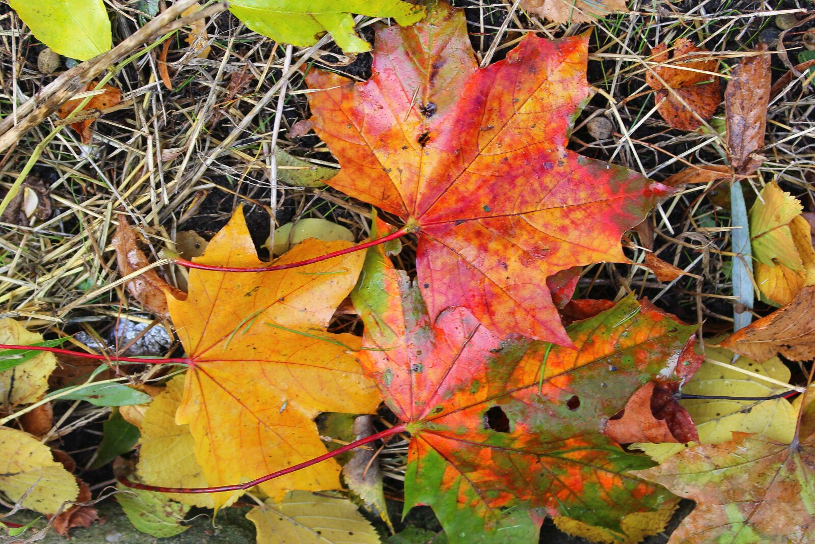 Canon EOS 1200D (EOS Rebel T5 / EOS Kiss X70 / EOS Hi) sample photo. Foliage, colorful leaves, autumn photography