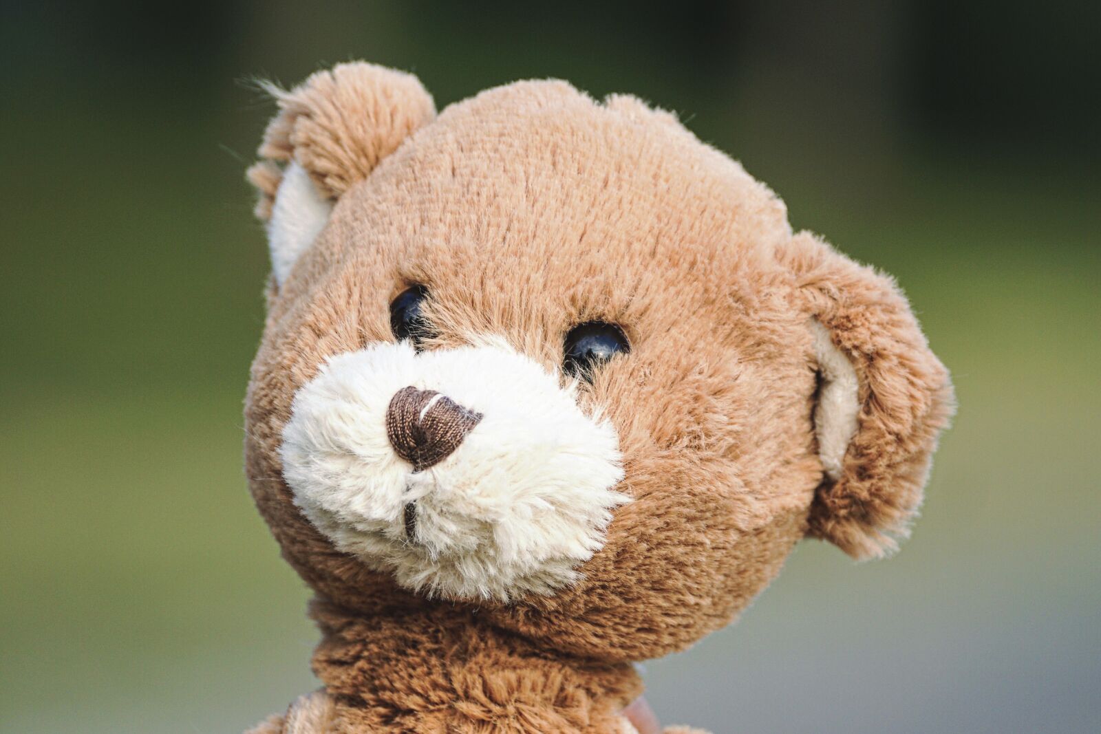 Sony DT 55-300mm F4.5-5.6 SAM sample photo. Teddy bear, teddy, toys photography