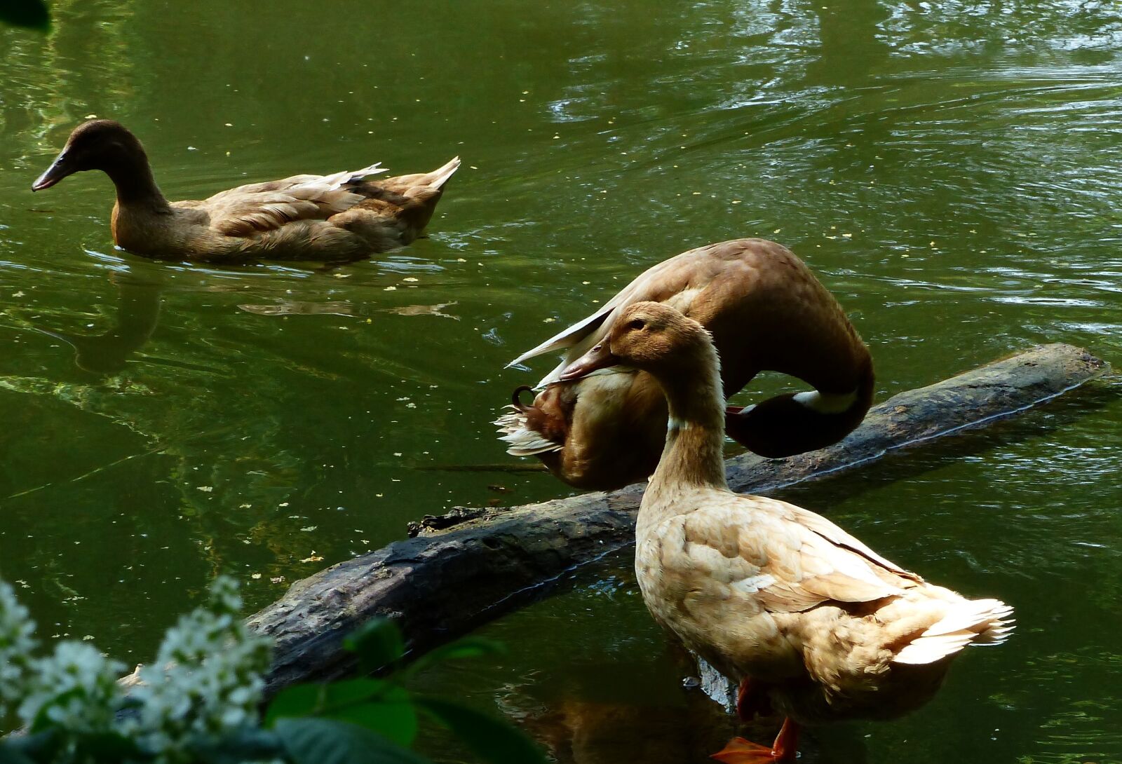 Panasonic Lumix DMC-FZ200 sample photo. Duck, bird, body of photography