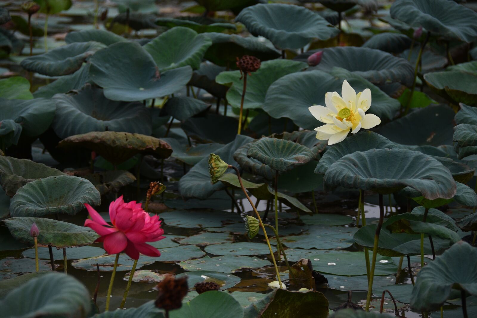 Nikon D7200 sample photo. Flowers, petals, leaves photography