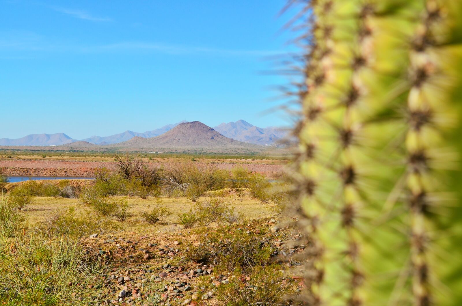 Nikon D5100 sample photo. Cactus, desert, nature photography