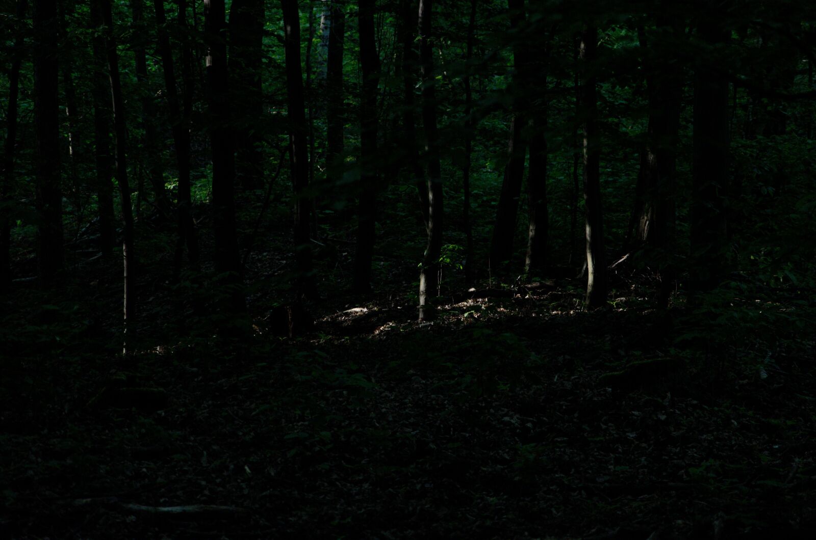 Nikon D5100 sample photo. Forest, poland, dark photography