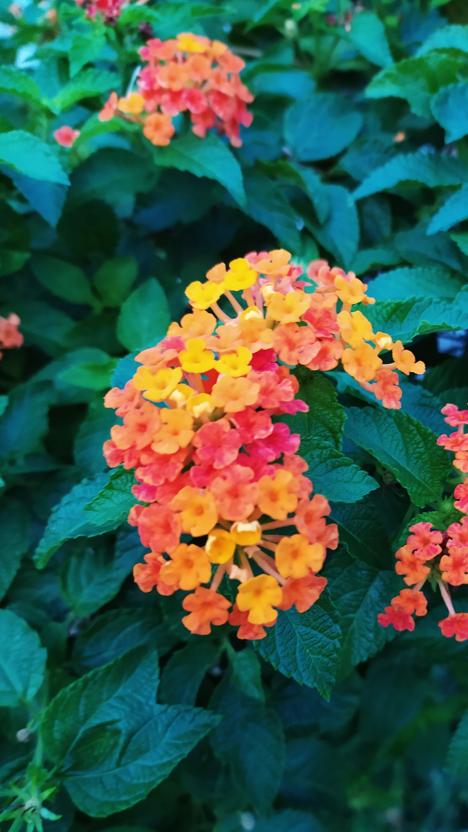 Xiaomi Redmi Note 8T sample photo. Wild flowers, colorful, orange photography
