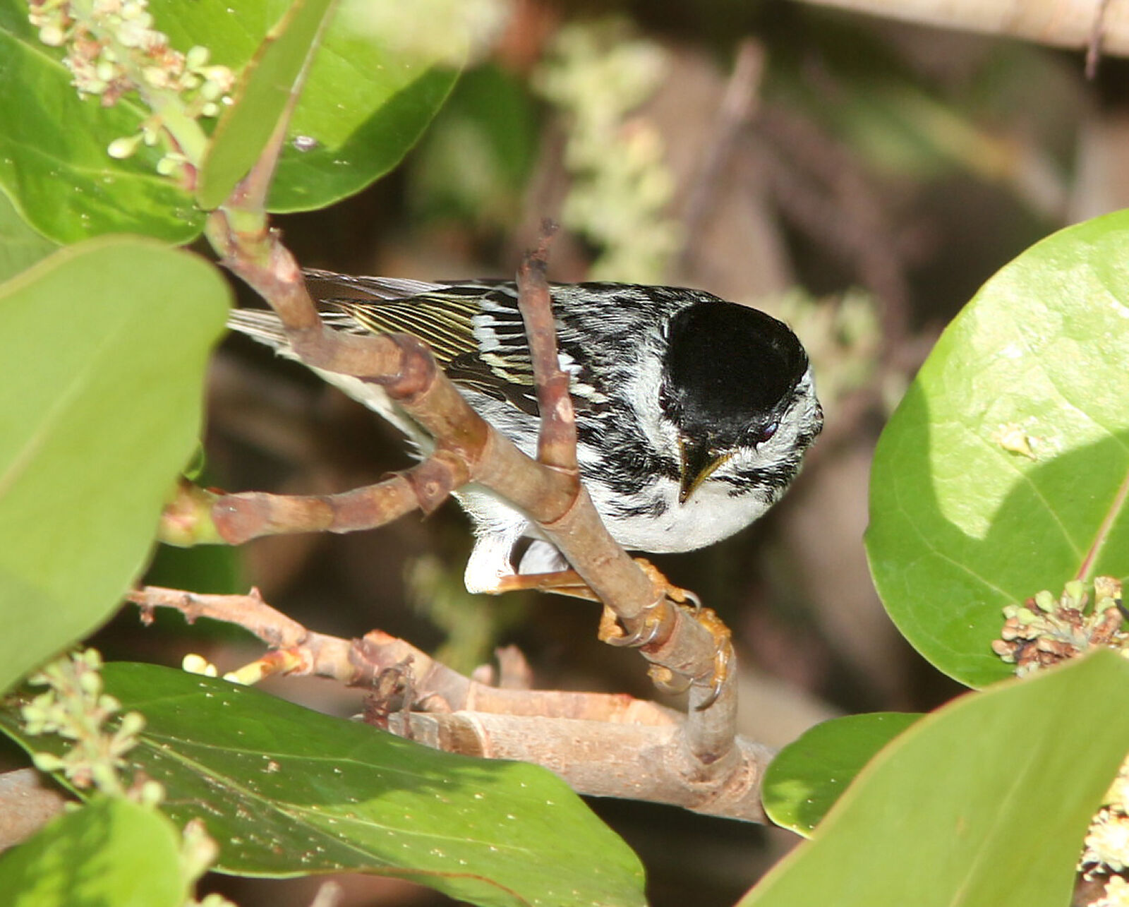 Canon EF 300mm F4L IS USM sample photo