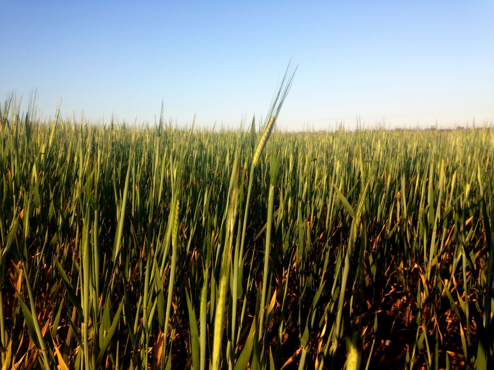 iPhone 5c back camera 4.12mm f/2.4 sample photo. Blue, sky, crop, farm photography