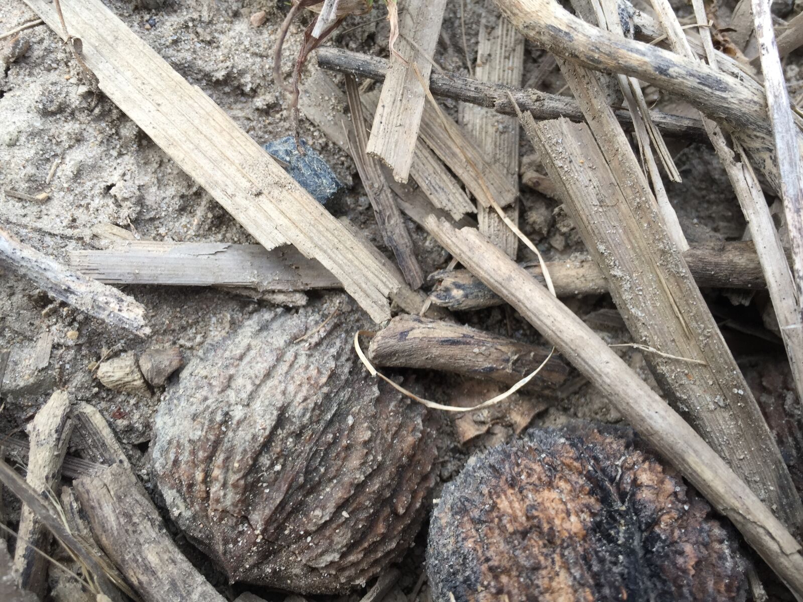 iPhone 6 back camera 4.15mm f/2.2 sample photo. Nuts, and, sticks photography