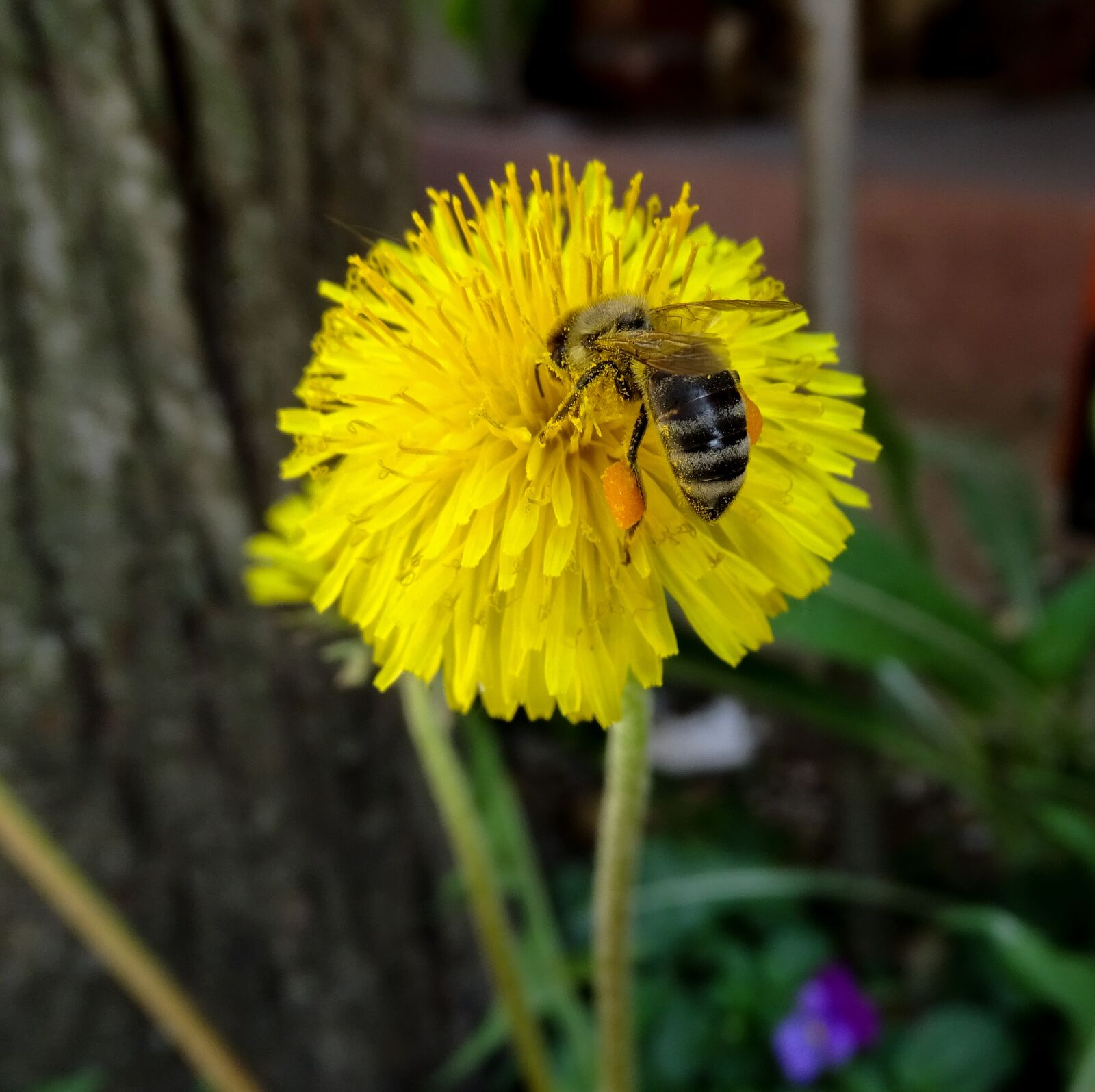 Sony Cyber-shot DSC-HX350 sample photo. Bee, honey, dandelion photography