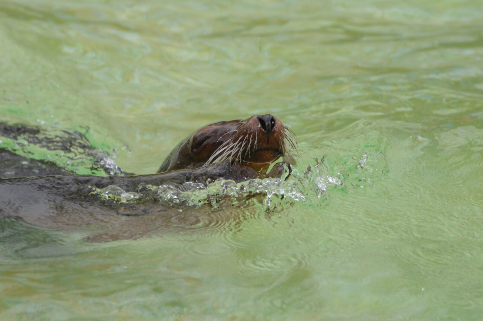 Nikon D3200 sample photo. Sea ​​lions, swim, animals photography