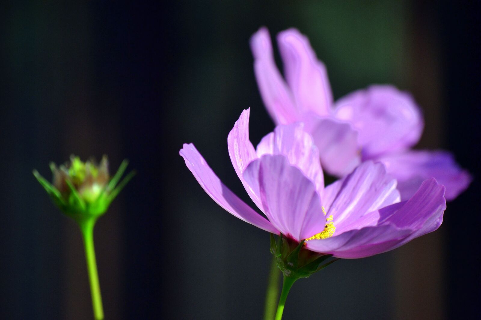 Nikon D3100 sample photo. Blooming, flowers, springtime photography