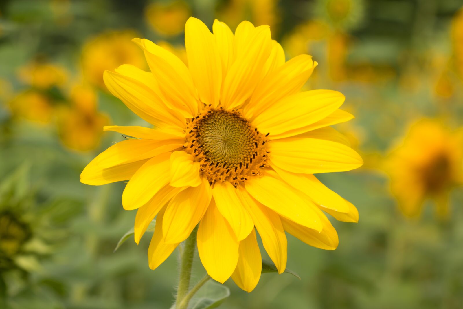 Canon EOS 70D sample photo. Sunflower, yellow, flower photography