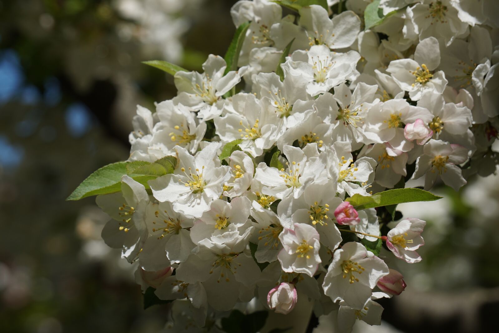 Sony a5100 sample photo. Blossom, white, spring photography