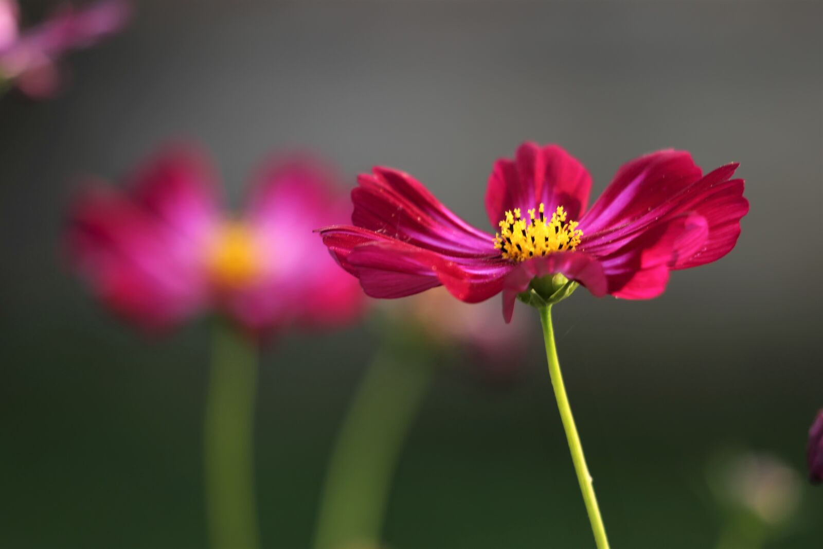 Canon EF 70-300 F4-5.6 IS II USM sample photo. Red cosmos, blooming, flower photography