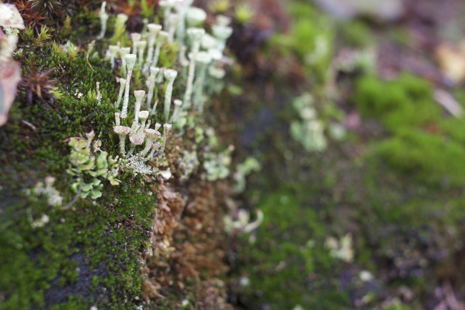 Canon EF 35mm F2 sample photo. Moss, mushrooms, lichen photography