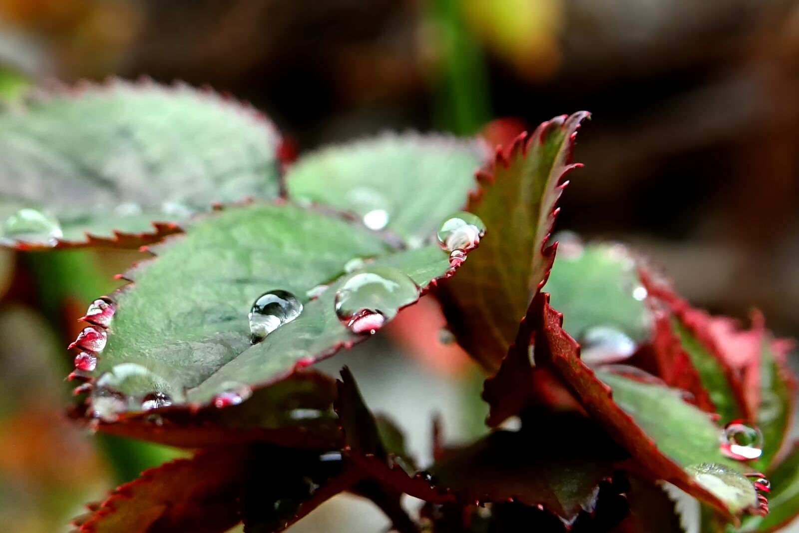 Sony Cyber-shot DSC-RX10 III sample photo. Drop of water, rose photography