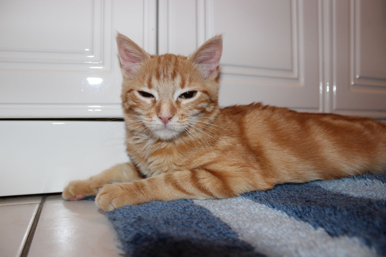 Canon EOS 600D (Rebel EOS T3i / EOS Kiss X5) sample photo. Animal, black, eyes, cat photography