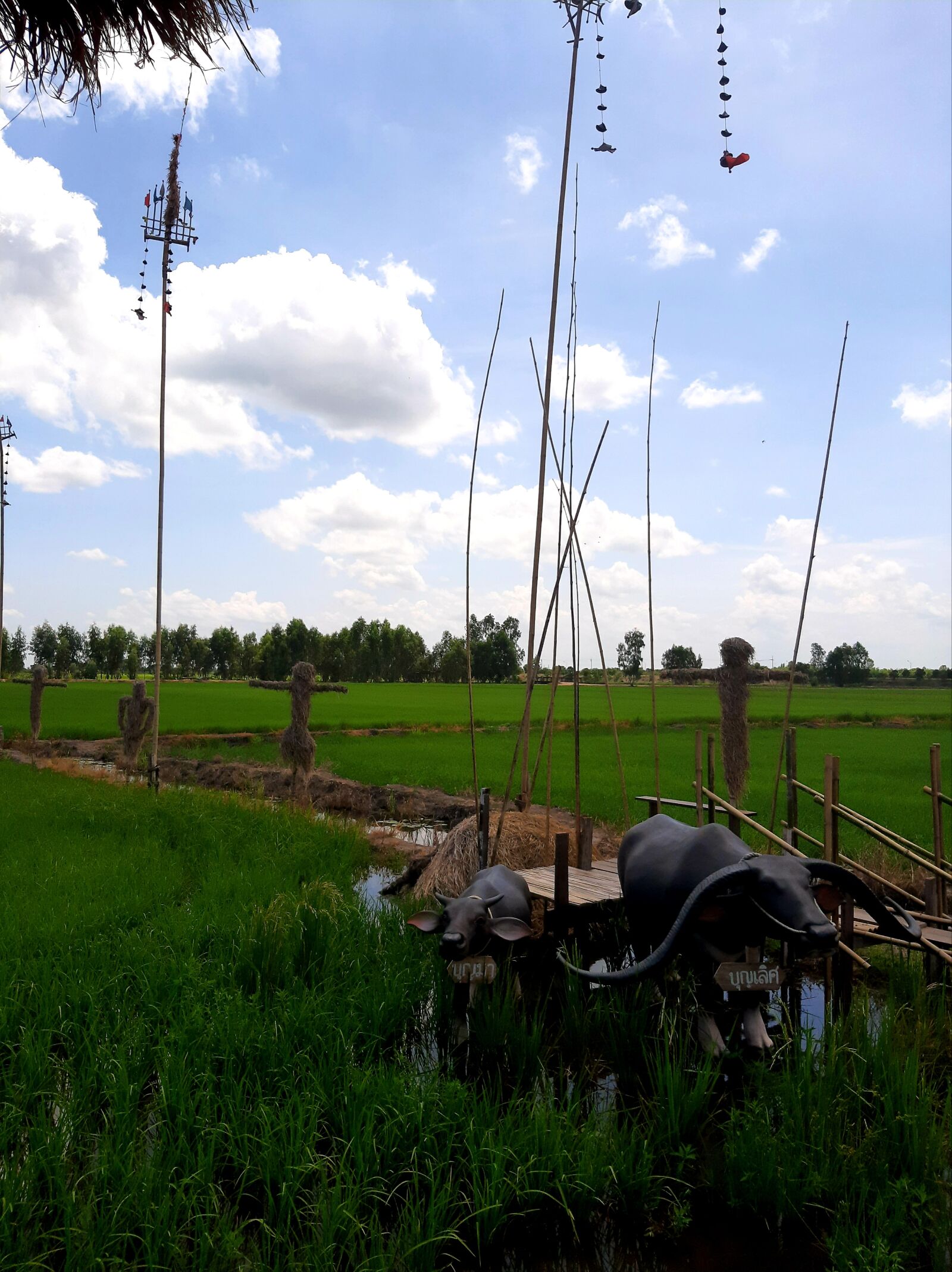 Samsung Galaxy A50 sample photo. Grass, nature, landscape photography
