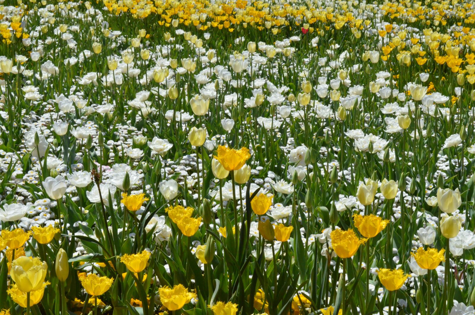 Nikon D7000 sample photo. Floriade, flower, blossom photography