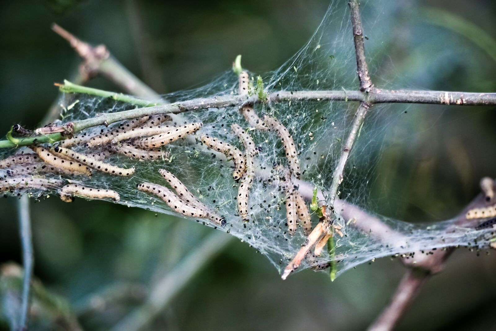 Olympus OM-D E-M10 sample photo. Yponomeutidae, pupate, motte photography