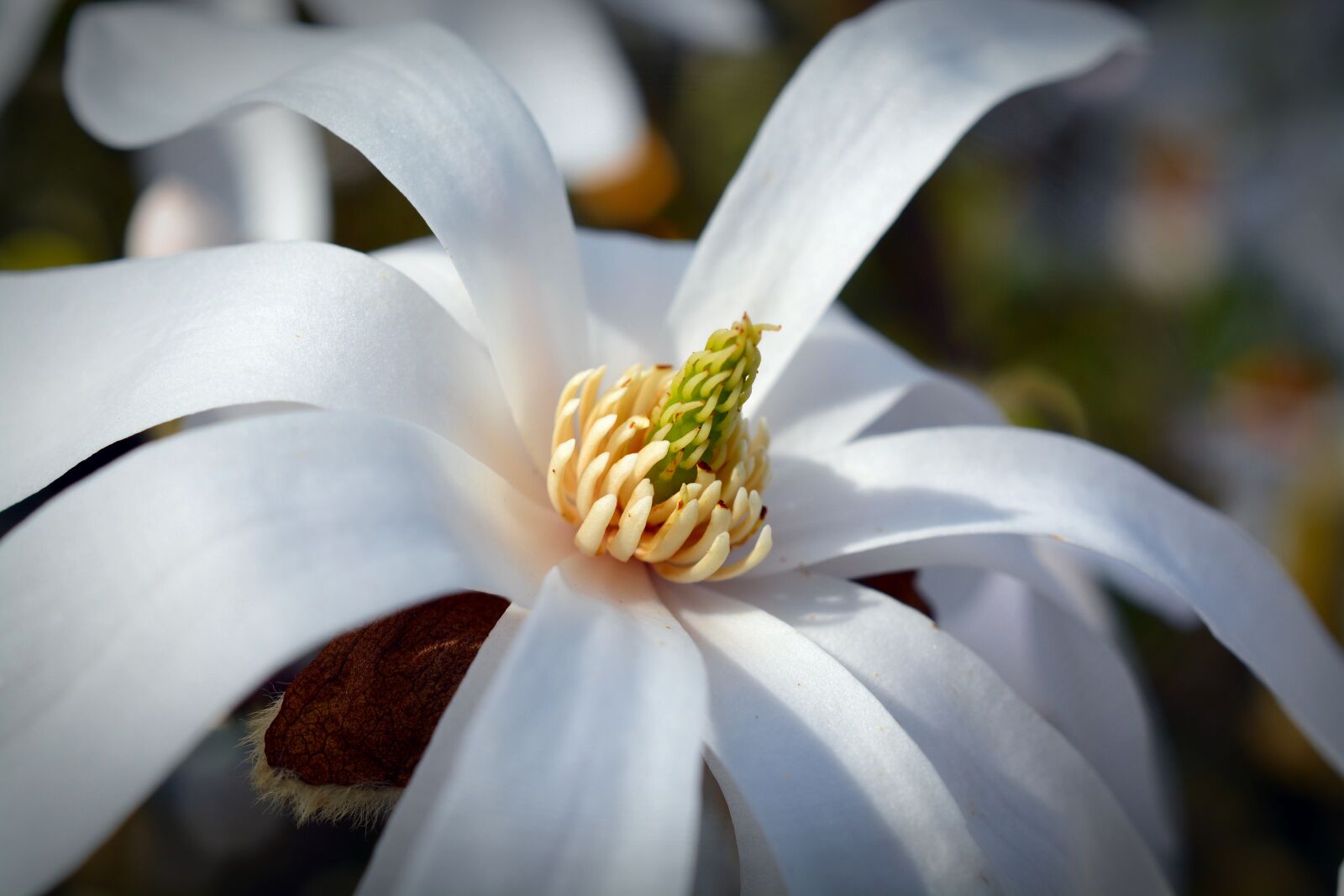 Nikon D5200 sample photo. Star magnolia, magnolia, bloom photography