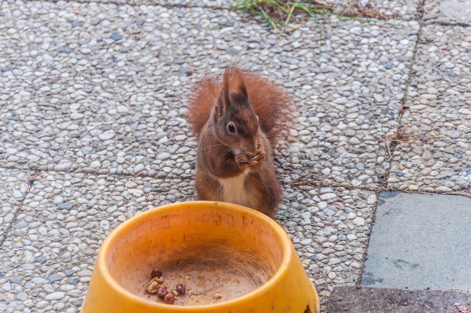 Nikon D5000 sample photo. Squirrel, food, nature photography