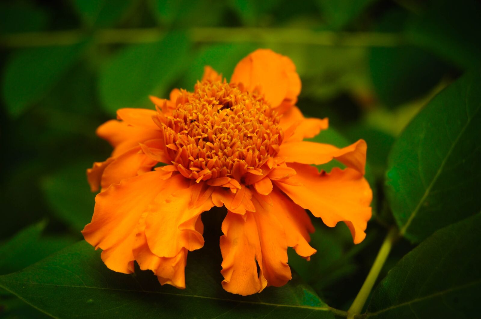 Nikon D40 sample photo. Nature, flower, srilanka photography