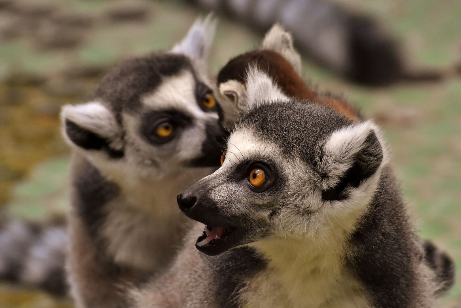 Nikon D7200 sample photo. Lemur, family, cute photography