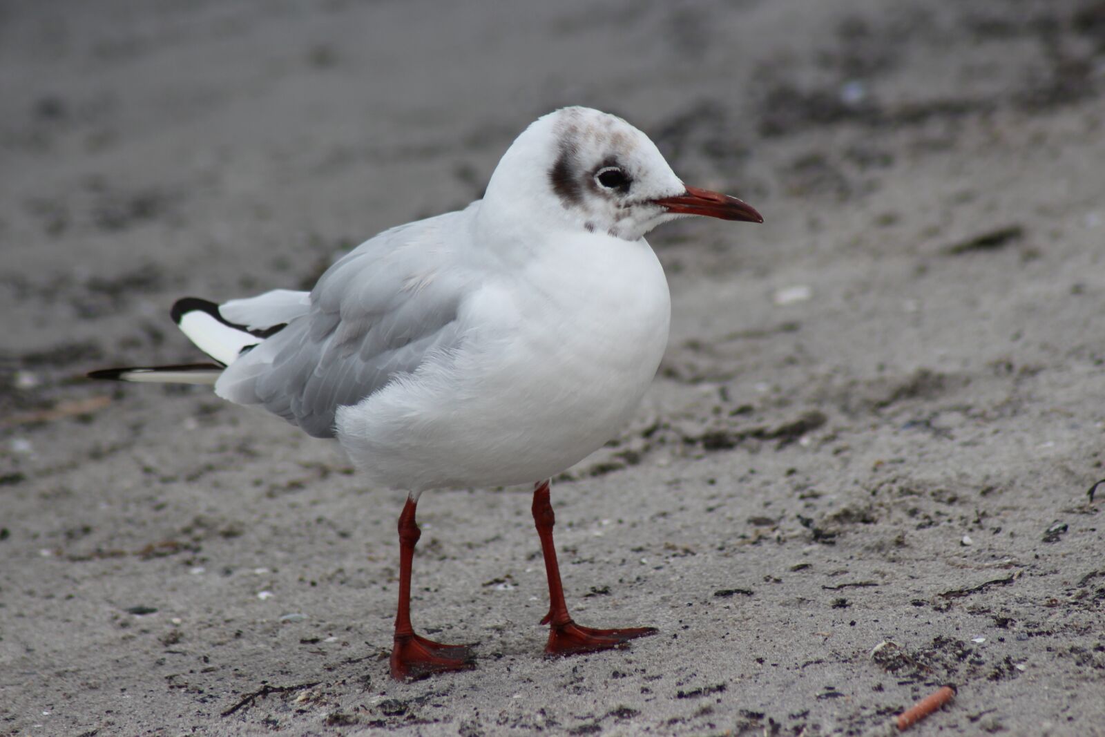 Canon EOS 700D (EOS Rebel T5i / EOS Kiss X7i) sample photo. Bird, animal world, nature photography