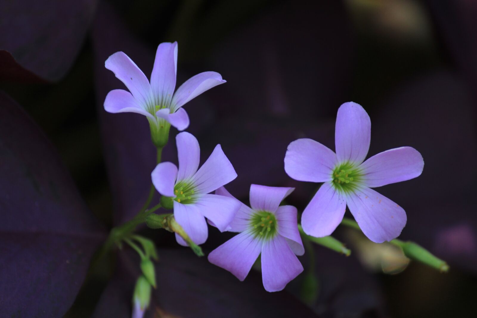 Canon EOS 1200D (EOS Rebel T5 / EOS Kiss X70 / EOS Hi) sample photo. Purple, flowers, bloom photography