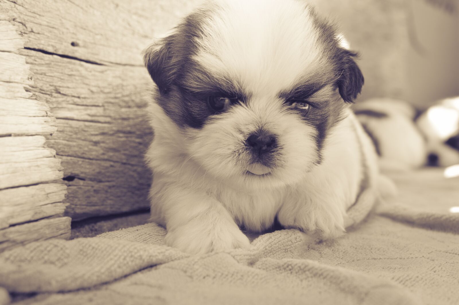 Nikon D3200 sample photo. Dog, puppy, pet photography