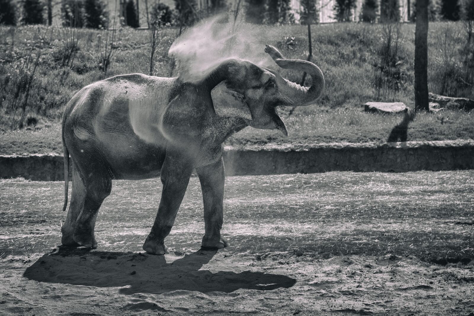 Canon EOS 5D Mark II sample photo. Elephant, sand, nature photography