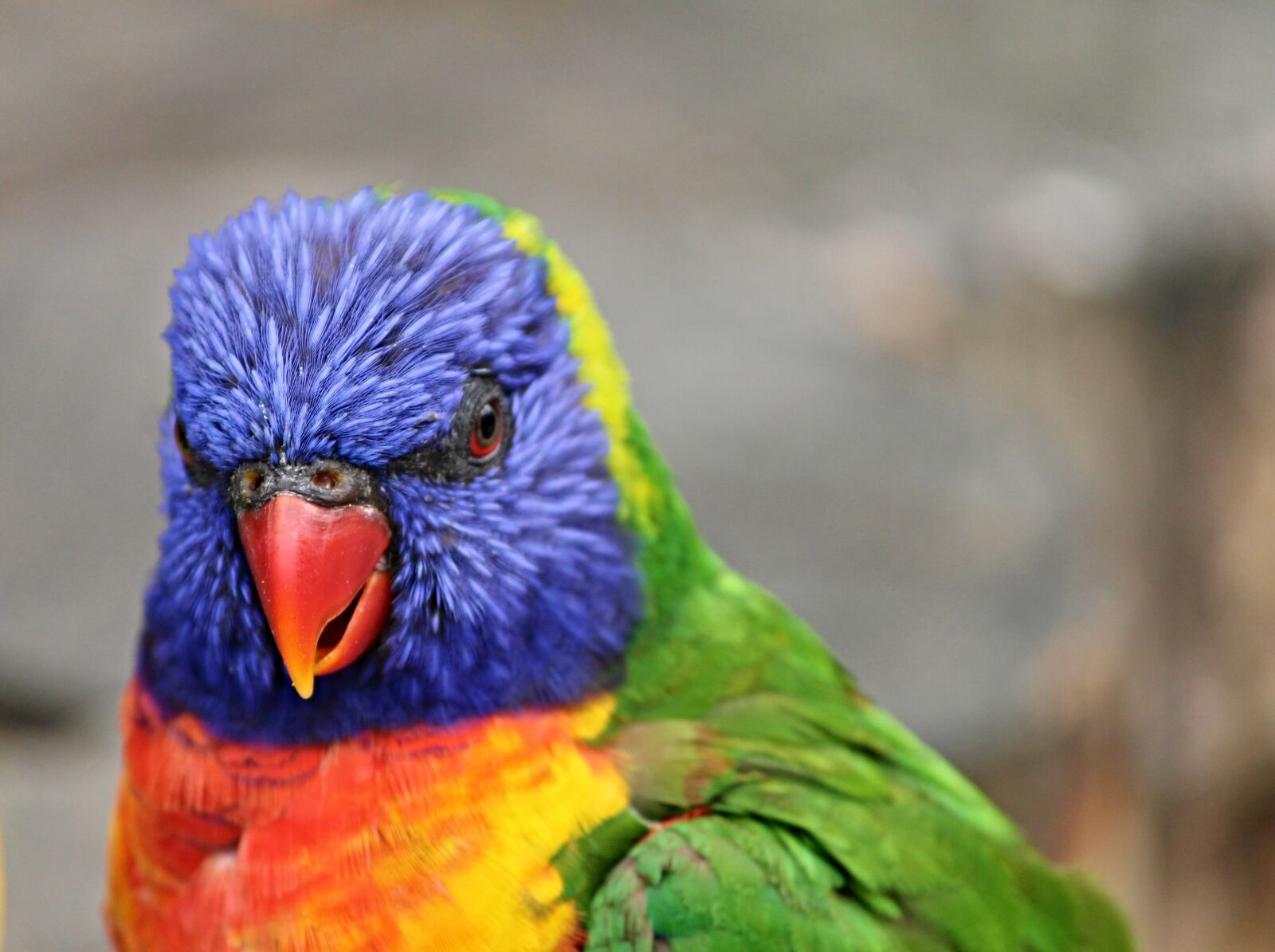 Canon EOS 1100D (EOS Rebel T3 / EOS Kiss X50) sample photo. Parrot, lorikeet, trichoglossus rainbow photography