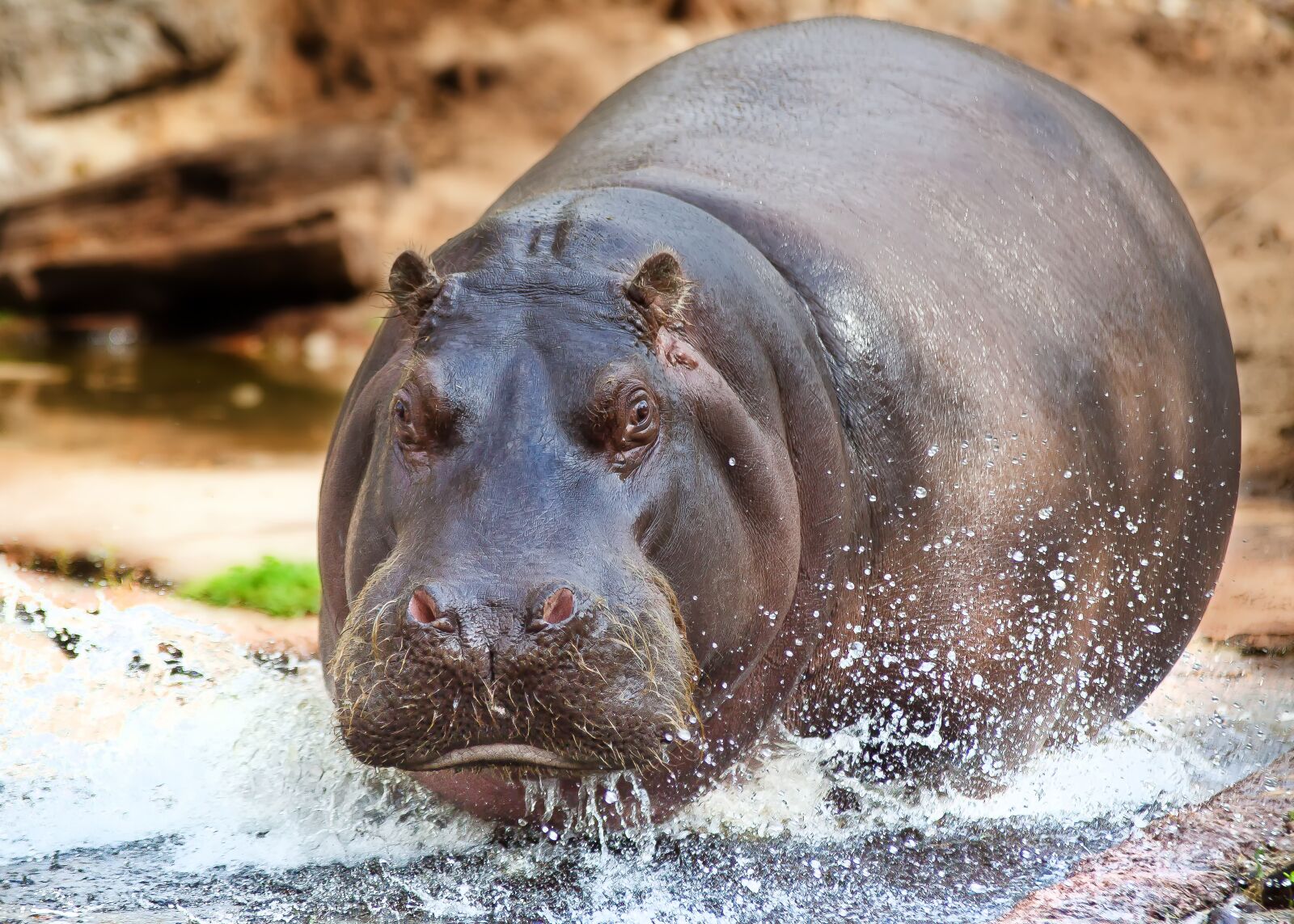 Canon EOS 50D sample photo. Hippo, water, animal world photography