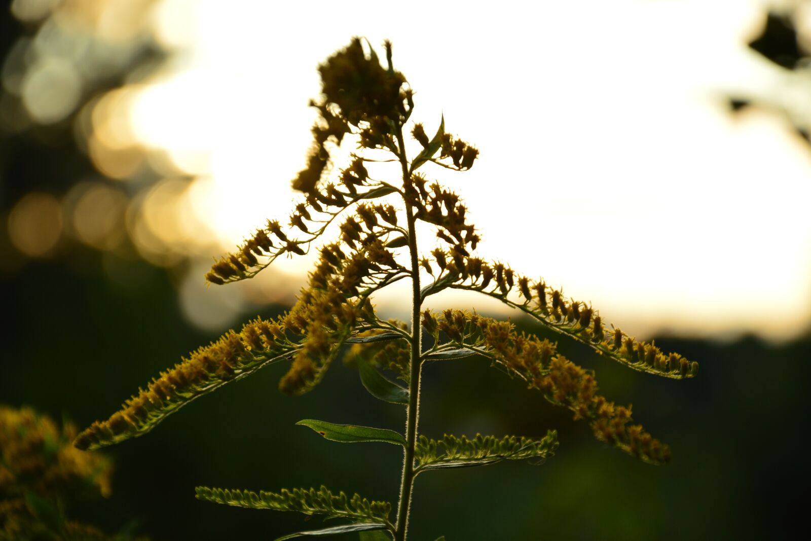 Nikon D3200 sample photo. Flower, illumination, nature photography