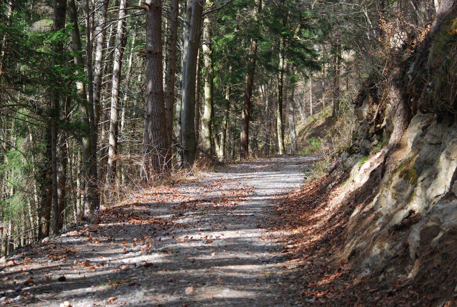 Nikon D80 sample photo. Wood, nature, tree photography