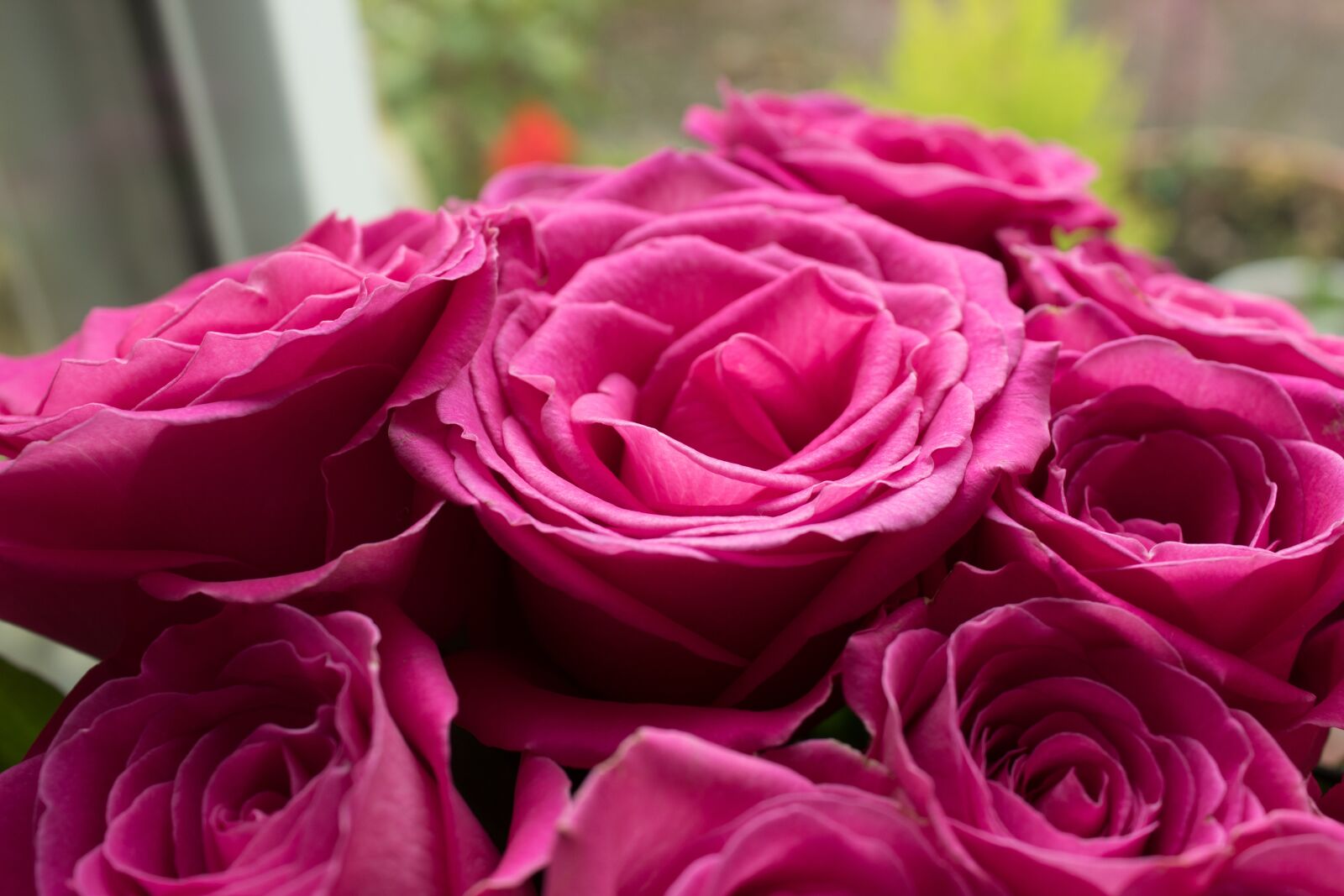 Canon EOS 1300D (EOS Rebel T6 / EOS Kiss X80) sample photo. Pink roses, roses, pink photography