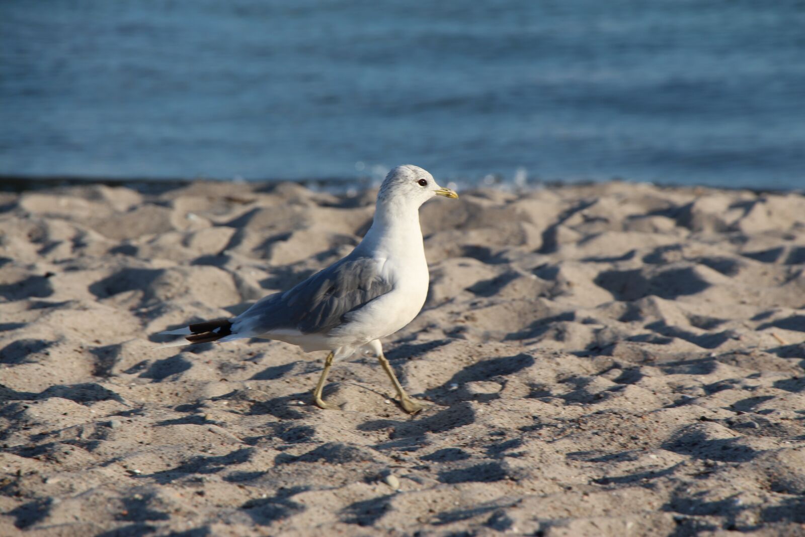 Canon EOS 650D (EOS Rebel T4i / EOS Kiss X6i) sample photo. Seagull, beach, ocean photography