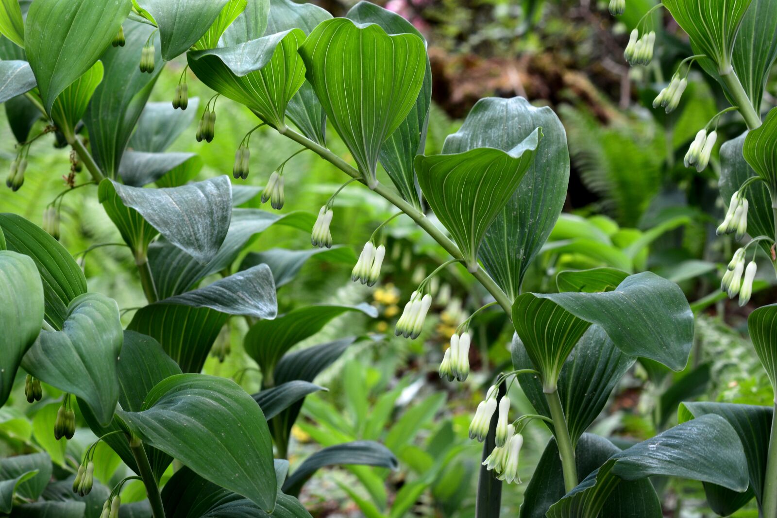 Nikon D7100 sample photo. Solomon's seal, plant, nature photography