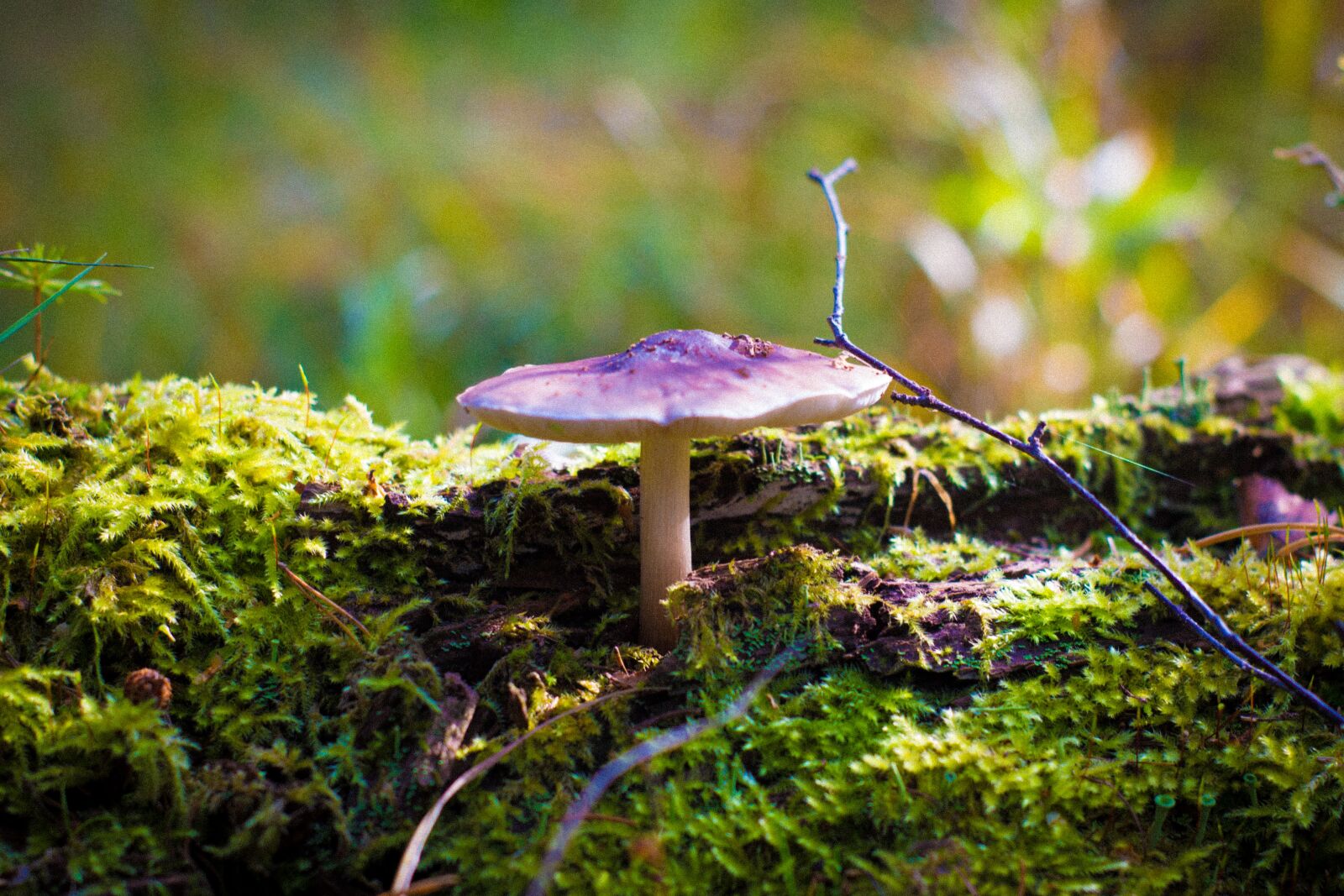 Canon EOS 650D (EOS Rebel T4i / EOS Kiss X6i) sample photo. Mushroom, nature, grass photography
