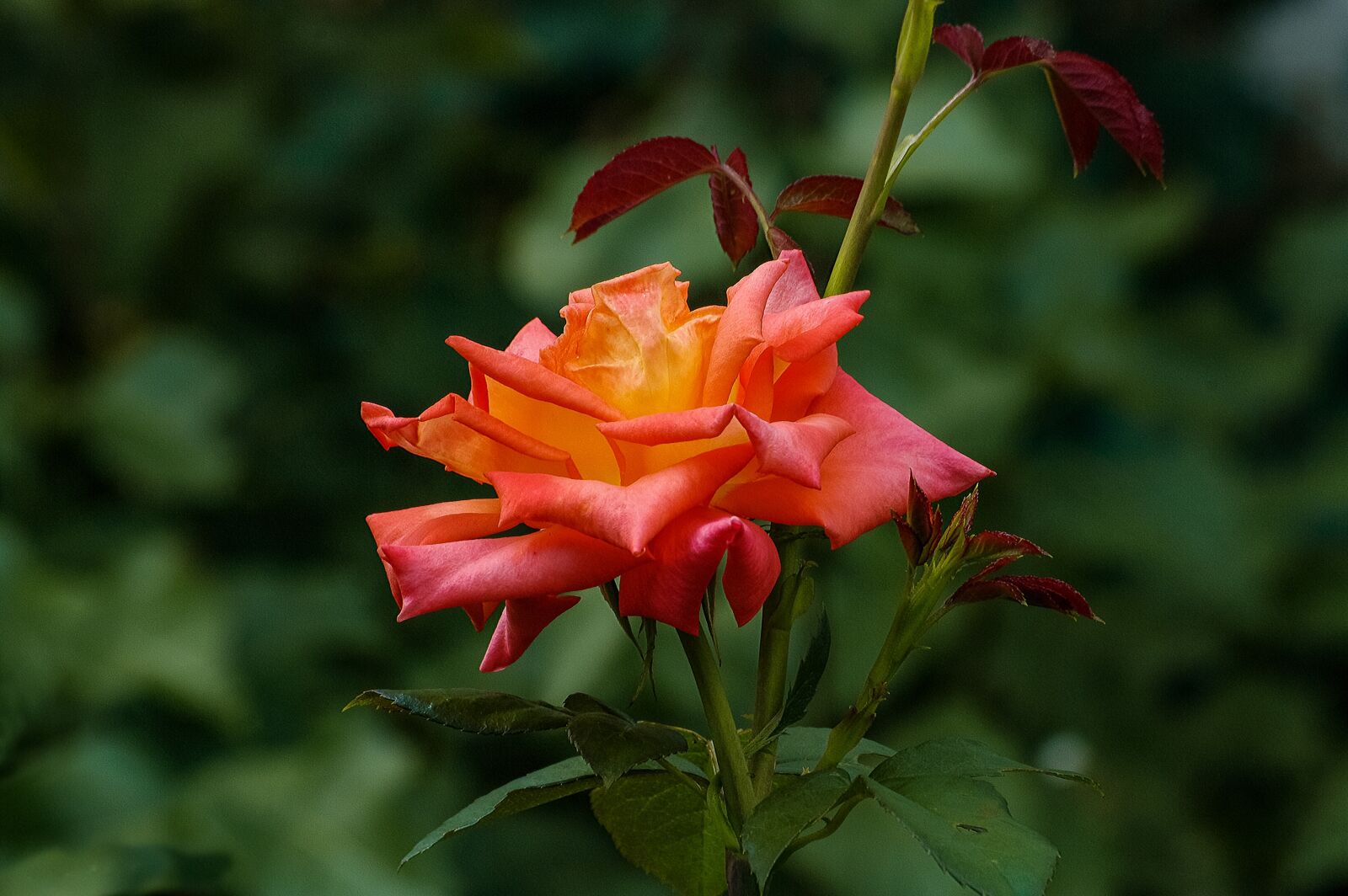 Samsung GX-20 sample photo. Flower, rose, color photography