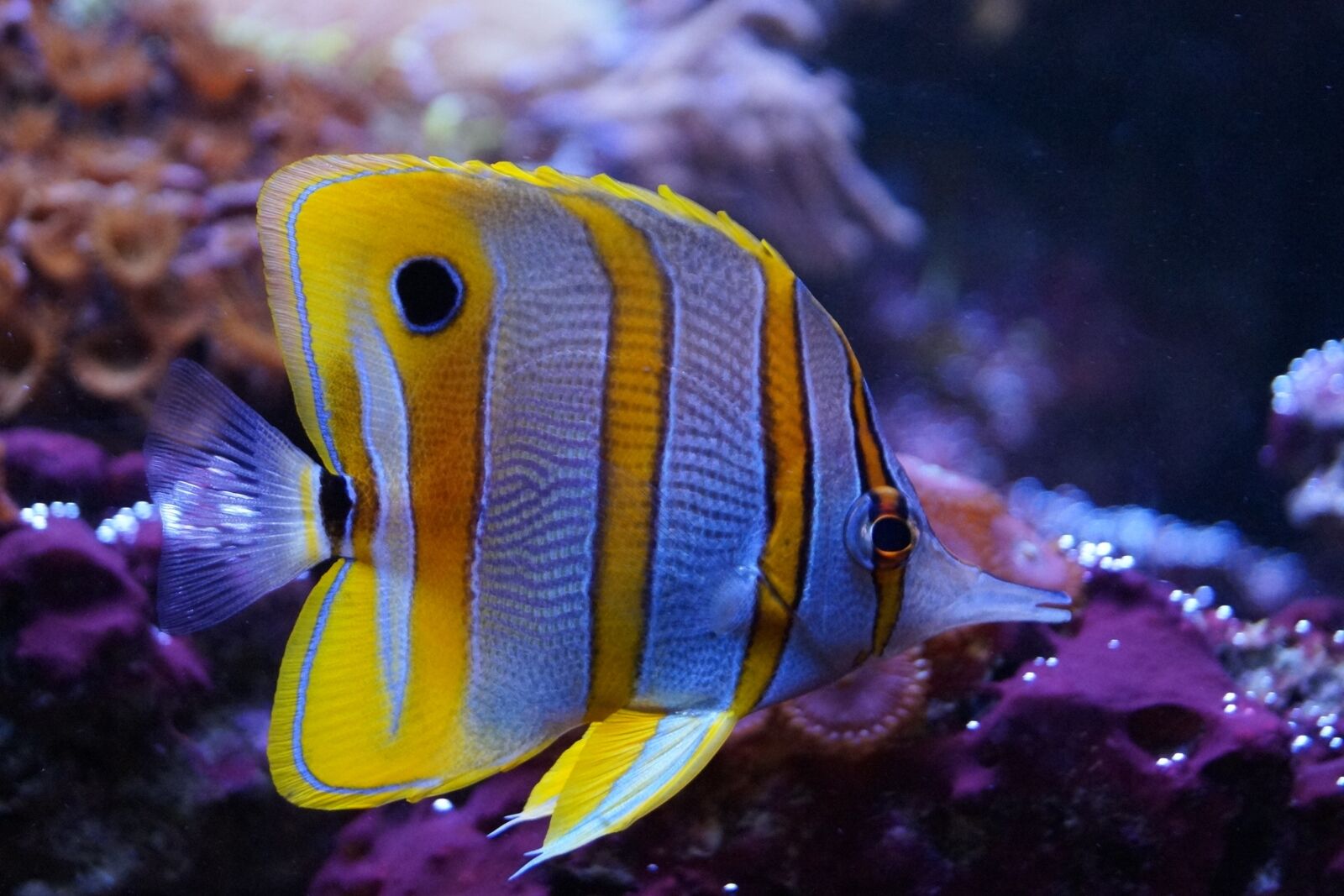 Sony DT 18-55mm F3.5-5.6 SAM II sample photo. Fish, colorful, aquarium photography