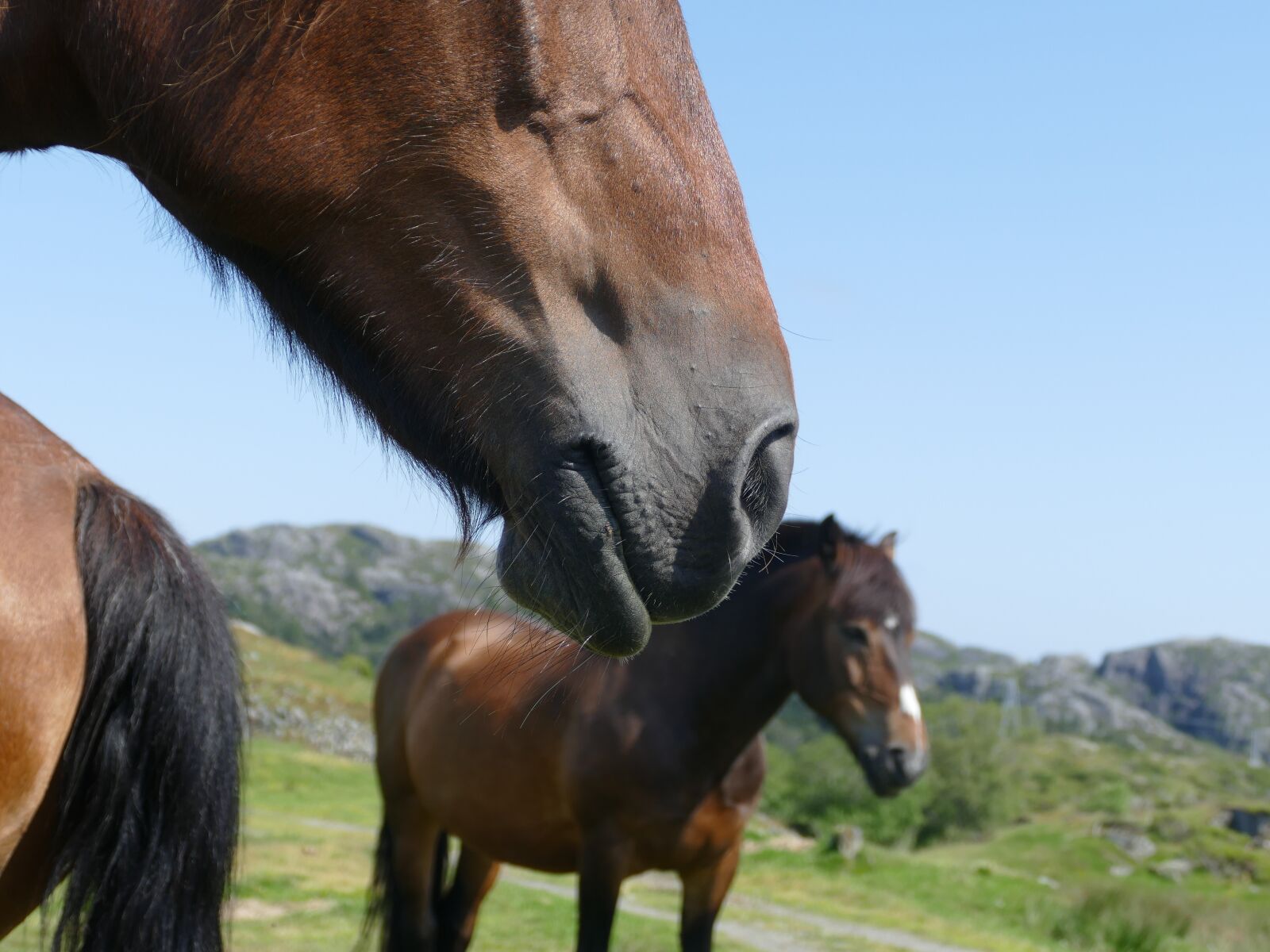 Panasonic Lumix DMC-FZ1000 sample photo. Norway, horse, foot photography