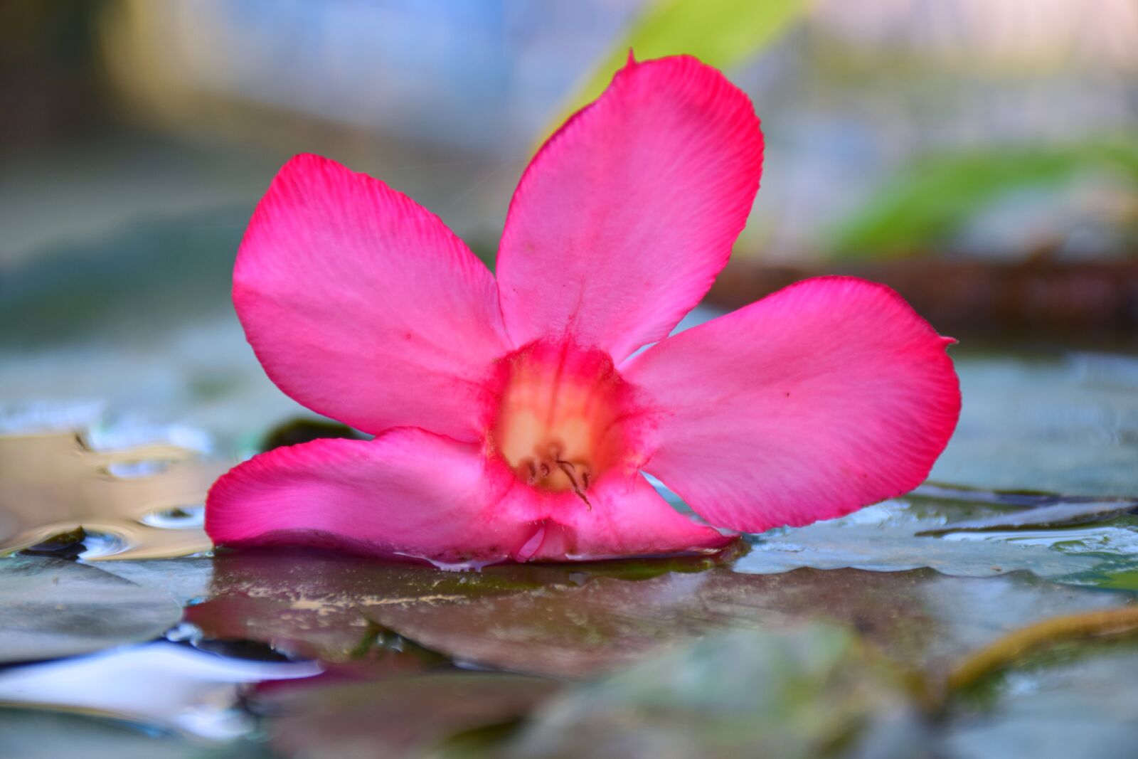 Nikon D5300 sample photo. Flowers, pink, floating photography