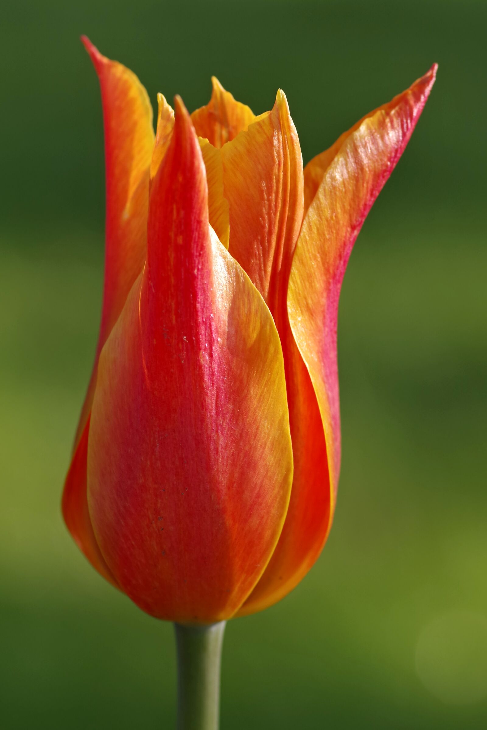 Pentax K-S2 sample photo. Tulip, red, orange photography
