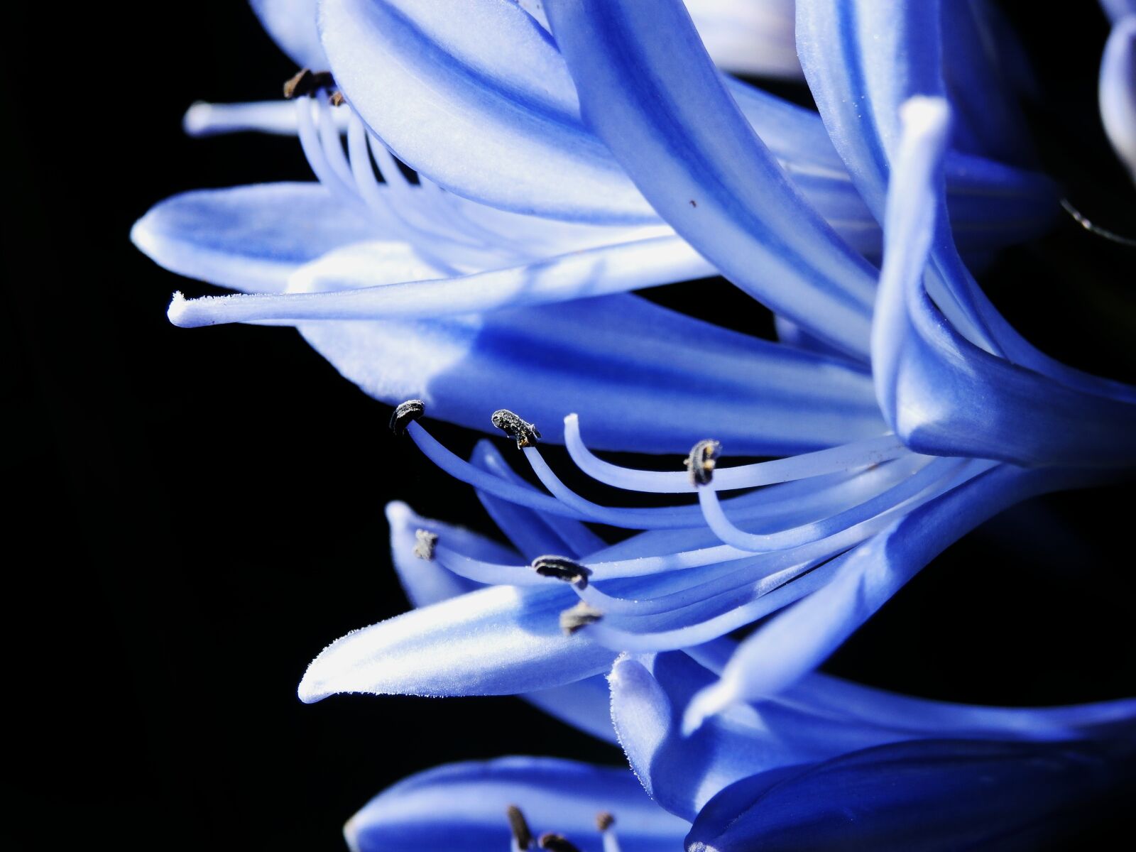 Olympus SZ-15,DZ-100 sample photo. Macro, approach, blue photography