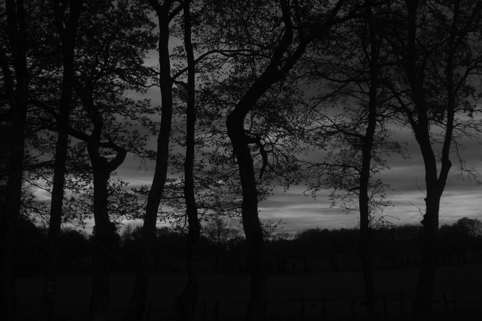 Canon EOS 1000D (EOS Digital Rebel XS / EOS Kiss F) sample photo. Row of trees, clouds photography