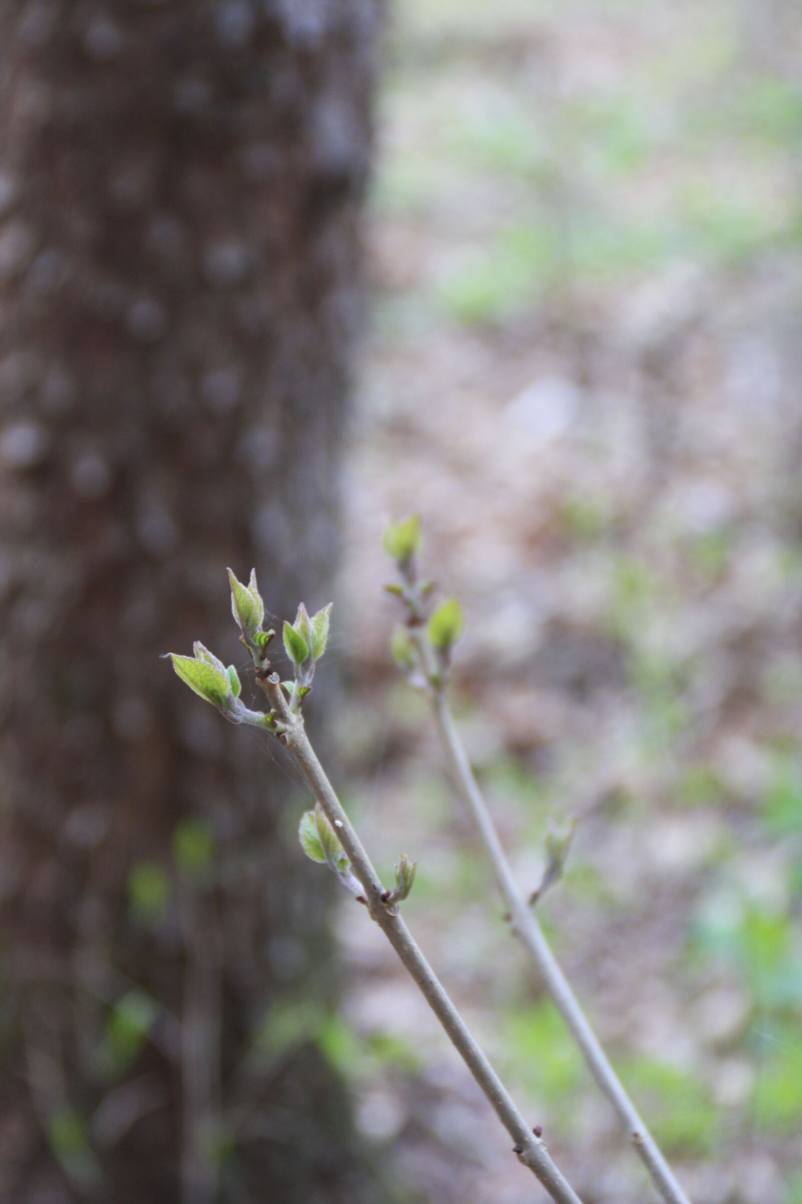 Canon EOS 40D sample photo. Bud, new, takeshi photography