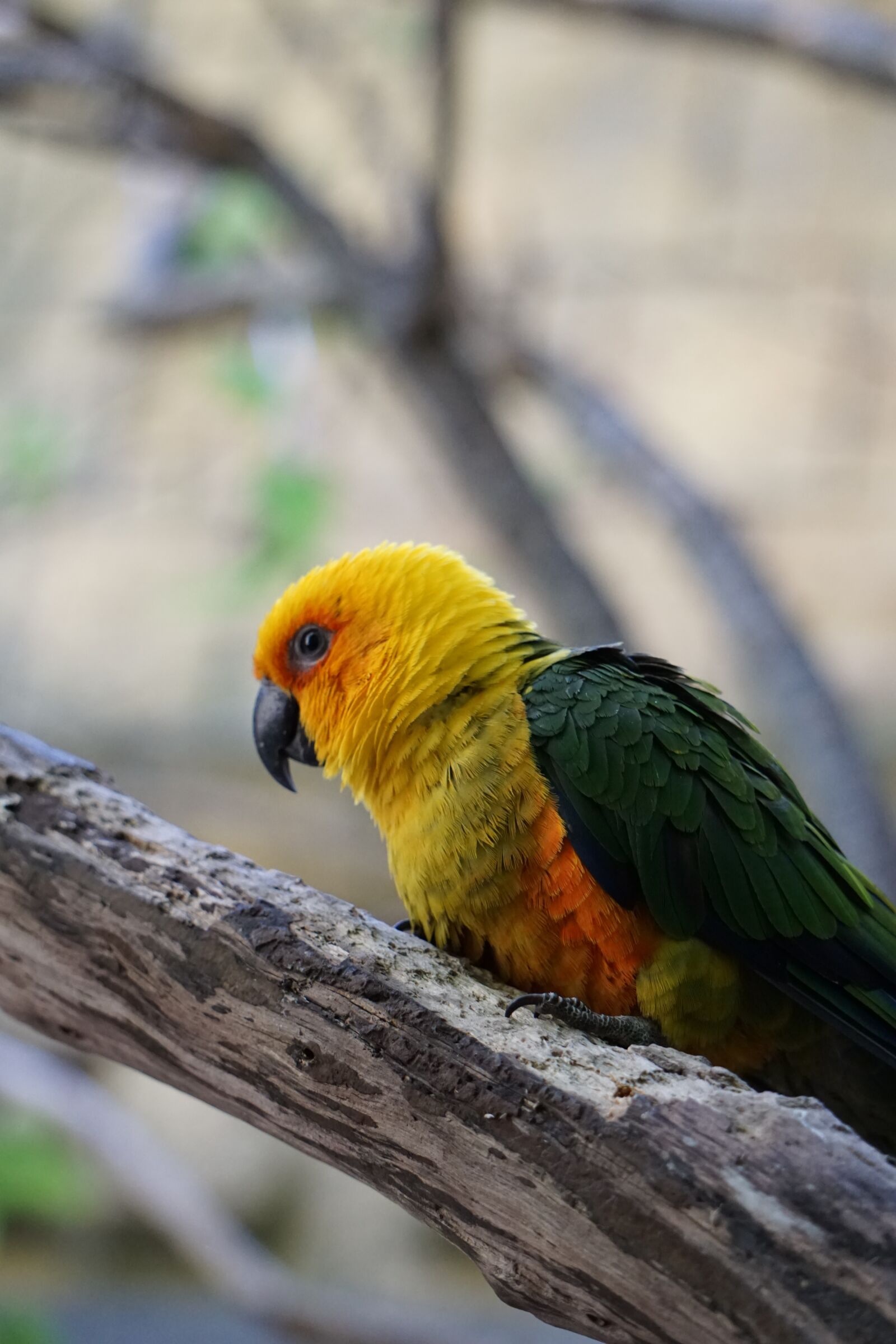 Sony a5100 sample photo. Parrots, parakeets, birds photography