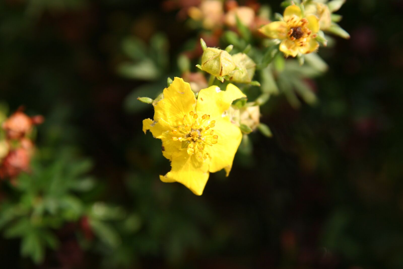 Canon EOS 20D sample photo. Yellow flower, garden, poppy photography