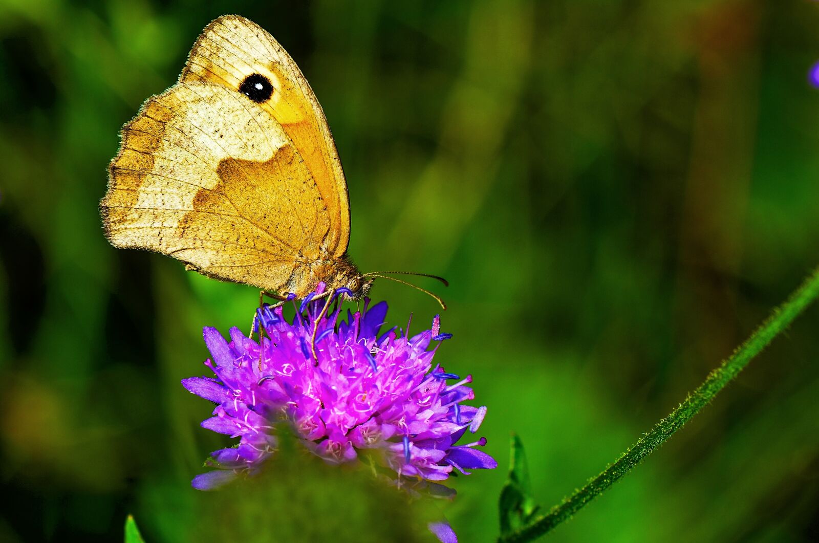 Nikon D7000 sample photo. Lycaon, butterfly, flower meadow photography