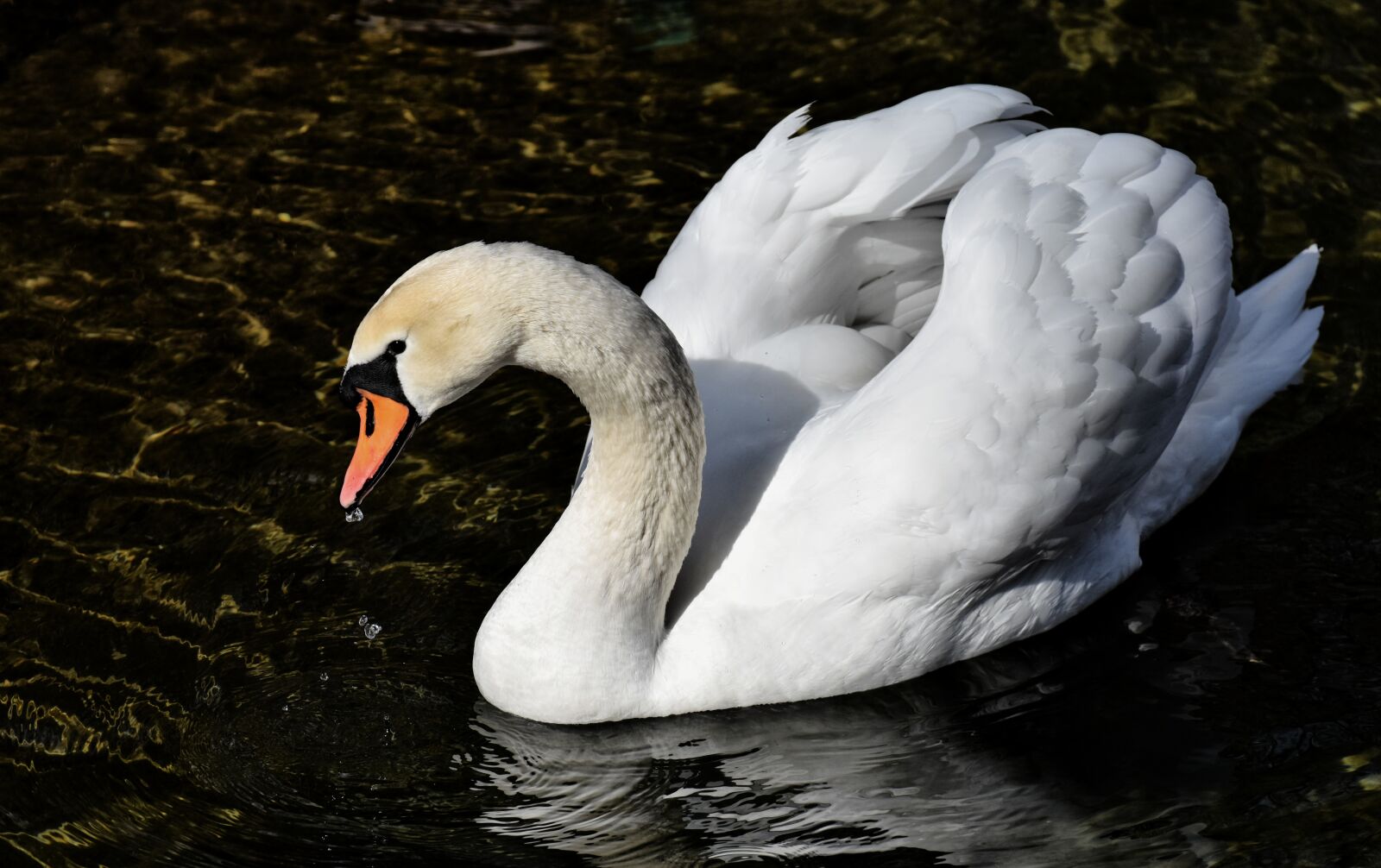 Nikon D7200 sample photo. Swan, elegant, noble photography